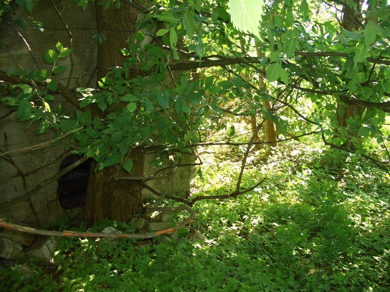 Aktuelle Fotos der Stadt Küstrin / Kostrzyn - Die Oderinsel/Artilleriekaserne Oderinsel / Artilleriekaserne - Unbekannte Ruine auf der Oderinsel *3