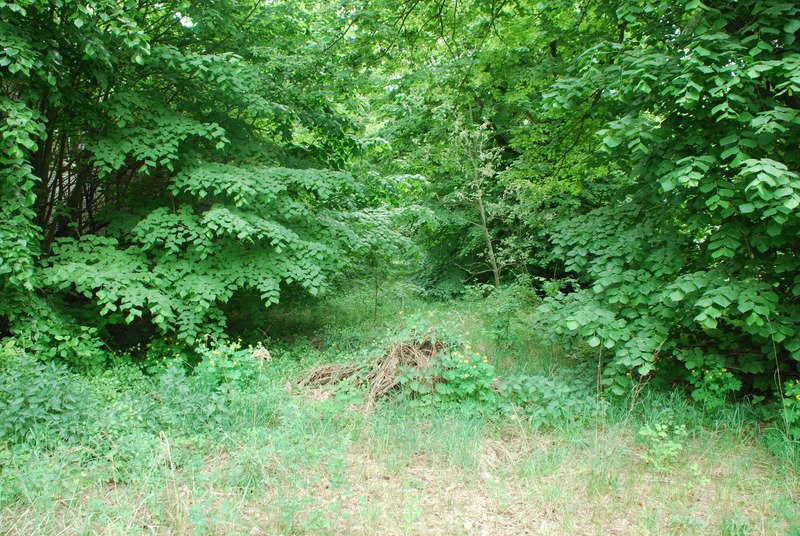 Aktuelle Fotos der Stadt Küstrin / Kostrzyn Oderinsel / Artilleriekaserne - Die ehemalige Artilleriestraße II *4