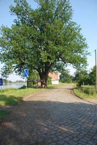 Aktuelle Fotos der Stadt Küstrin / Kostrzyn Oderinsel / Artilleriekaserne - Alte Frankfurter Straße mit Friedenseiche *5